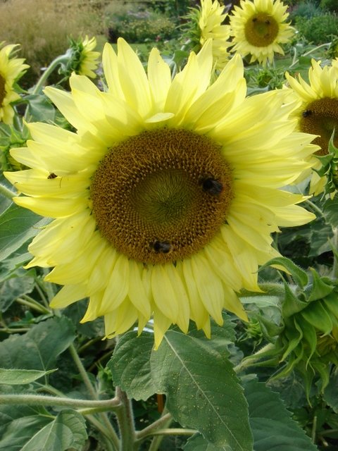 Helianthus annuus 'Pacino lemon'